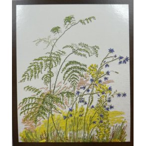 Grass Species - billede